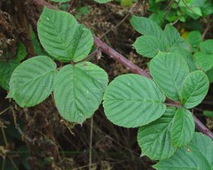 Rubus obesifolius