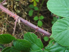 Rubus obesifolius