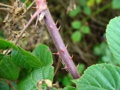 Rubus obesifolius