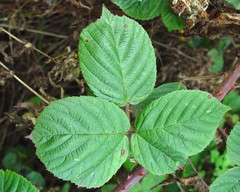 Rubus obesifolius