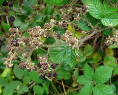 Rubus obesifolius