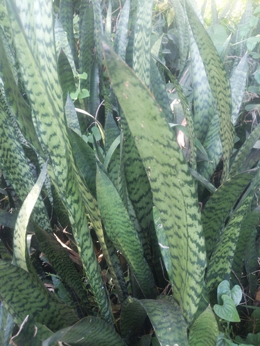 Snake Plant