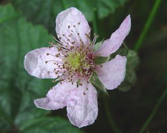 Rubus obesifolius