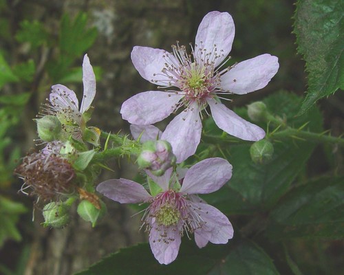 Fat-leaved Bramble (Rubus obesifolius)