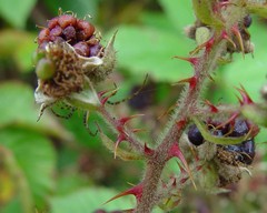 Rubus obesifolius