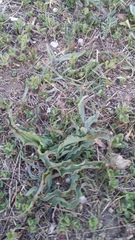 Takhtajaniantha crispa