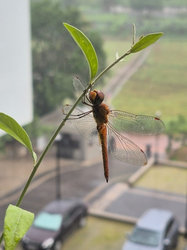 Wandering Glider