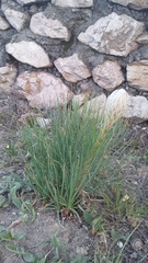 Asphodeline taurica