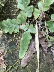 Tectaria zeilanica