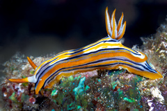Hypselodoris