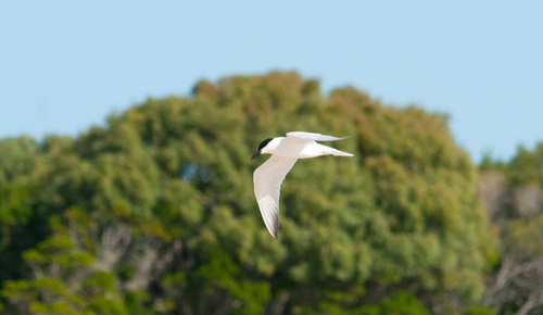Australian Tern (Gelochelidon macrotarsa), photo 6