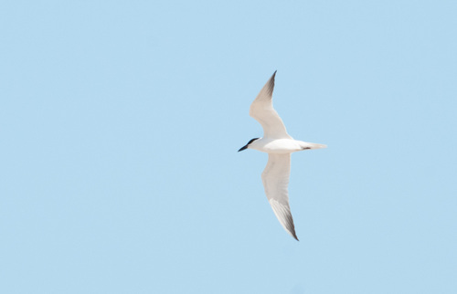 Australian Tern (Gelochelidon macrotarsa), photo 5