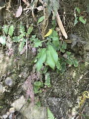 Tectaria zeilanica