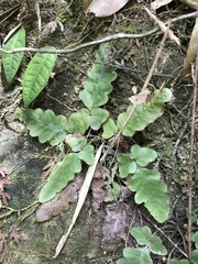 Tectaria zeilanica