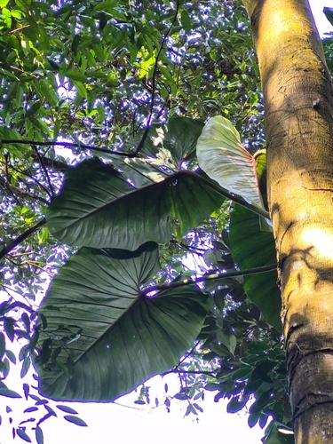 Philodendron ornatum