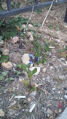 Anchusa stylosa