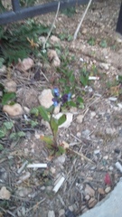Anchusa stylosa