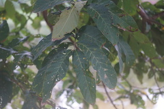 Lagerstroemia floribunda