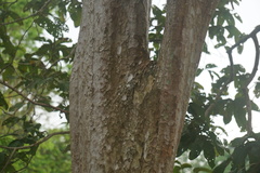 Lagerstroemia floribunda
