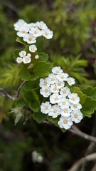 Spiraea tarokoensis, photograph (c) Cheng-Te Hsu, some rights reserved (CC BY)