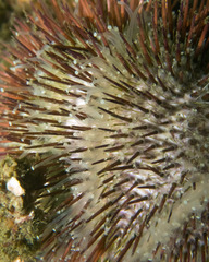 Temnopleurus alexandri