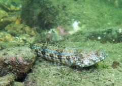 Synodus dermatogenys