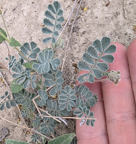 Downy Prairie Clover