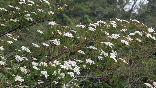 Spiraea tarokoensis