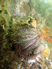 Temnopleurus alexandri