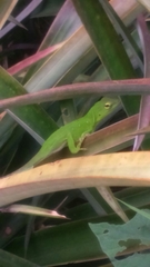 Anolis parvauritus