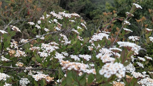 Spiraea tarokoensis, photograph 3