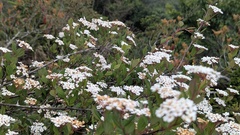 Spiraea tarokoensis, photograph (c) Cheng-Te Hsu, some rights reserved (CC BY)