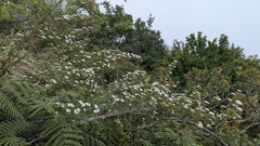 Spiraea tarokoensis, photograph (c) Cheng-Te Hsu, some rights reserved (CC BY)