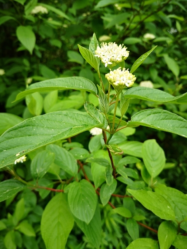 baltoji sedula