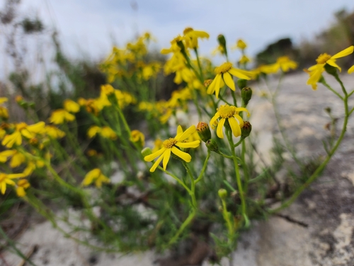 Senecio burchellii, photograph 6