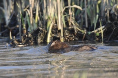 Ondatra zibethicus zibethicus