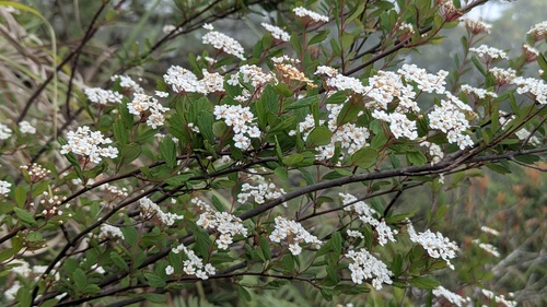 Spiraea tarokoensis, photograph 4