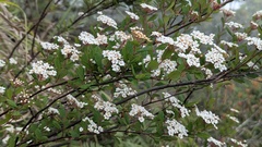 Spiraea tarokoensis, photograph (c) Cheng-Te Hsu, some rights reserved (CC BY)