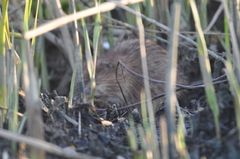 Ondatra zibethicus zibethicus