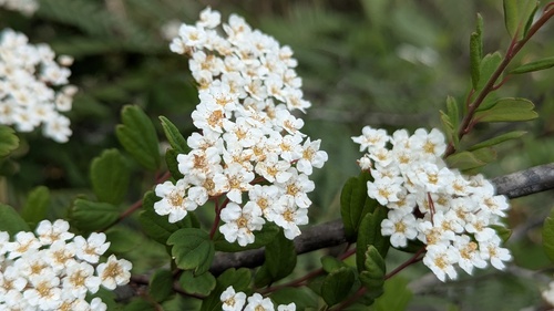 Spiraea tarokoensis, photograph 1