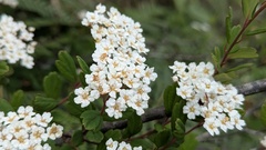 Spiraea tarokoensis, photograph (c) Cheng-Te Hsu, some rights reserved (CC BY)