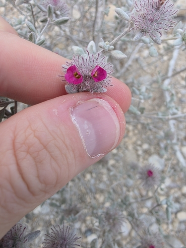 Plumed Crinklemat