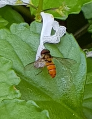 Episyrphus trisectus