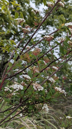 Spiraea tarokoensis, photograph 5