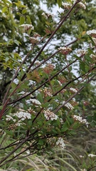 Spiraea tarokoensis, photograph (c) Cheng-Te Hsu, some rights reserved (CC BY)