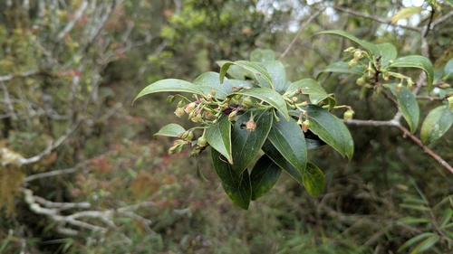 Vaccinium dunalianum