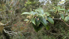 Vaccinium dunalianum
