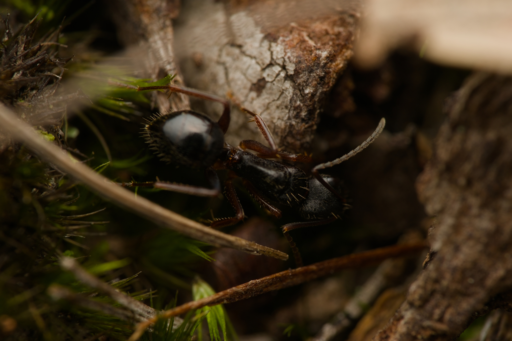 Camponotus oetkeri voltai