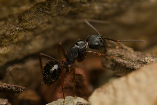 Camponotus oetkeri voltaiCamponotus oetkeri voltai