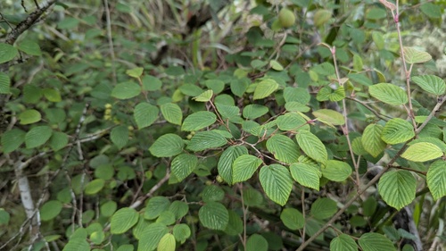 Corylopsis pauciflora, photograph 2